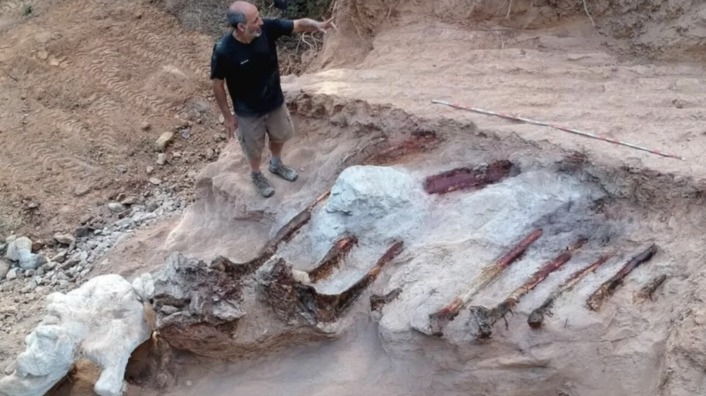 Portugal: hallaron los restos fósiles del dinosaurio más grande de la Península Ibérica