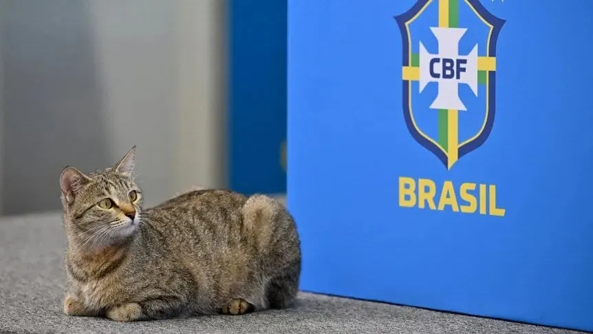 ¿Un gato “maldijo” a la Selección de Brasil?