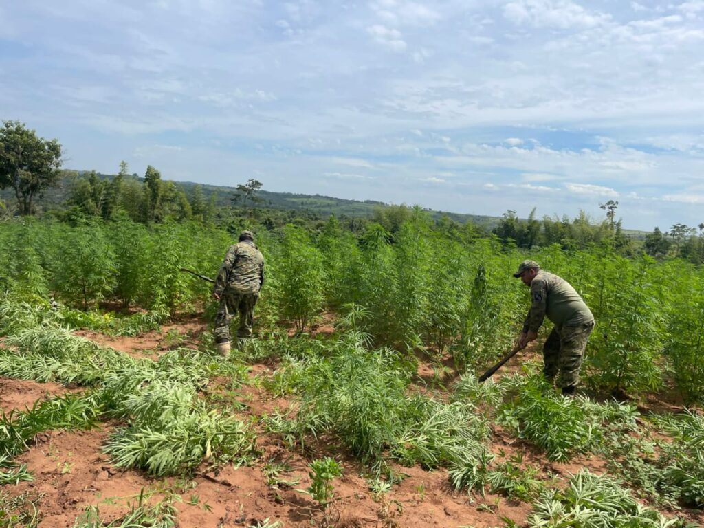 Operativo Basalto: Destruyen 13.000 kilos de marihuana