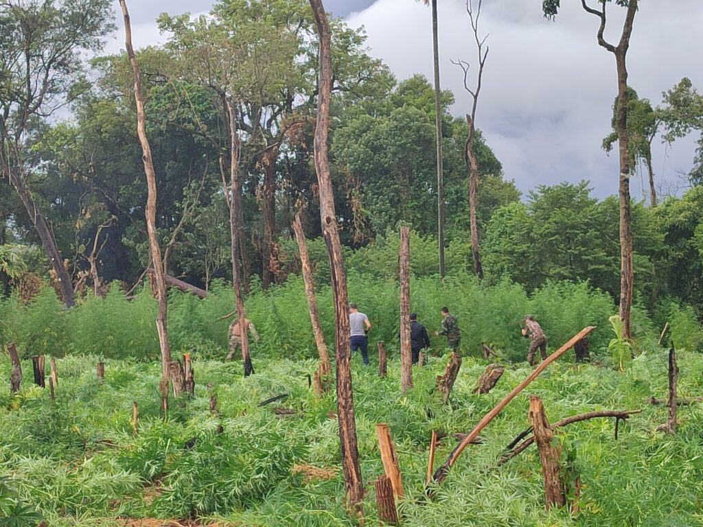 Itapúa: Destruyeron 42 toneladas de marihuana