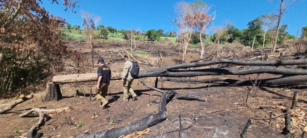 Inician plan para recuperar bosques azotados por el narcotráfico