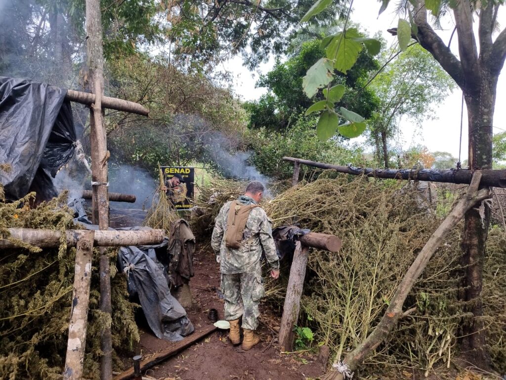 Agentes antidrogas destruyen 450 toneladas de marihuana