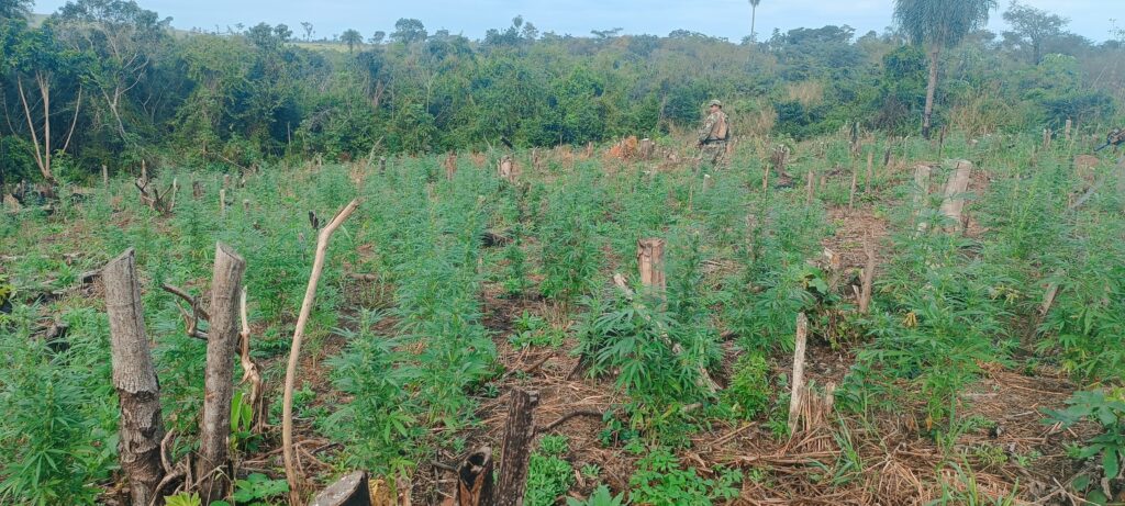 Senad destruye 20 Toneladas de marihuana en Canindeyú