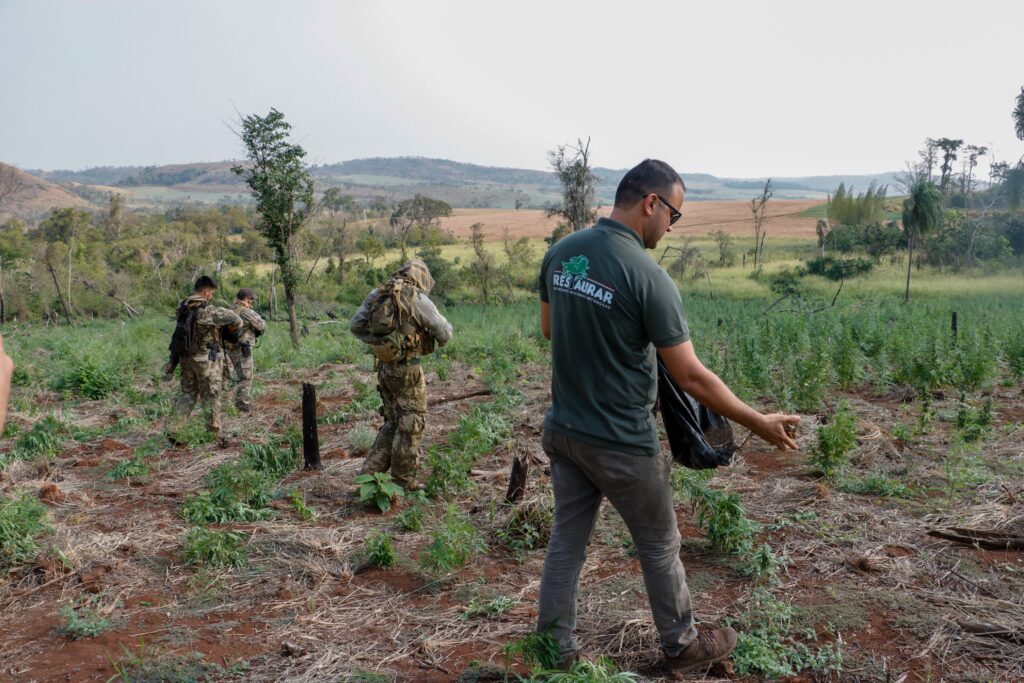 Reforestan áreas deforestadas por el narcotráfico en Amambay