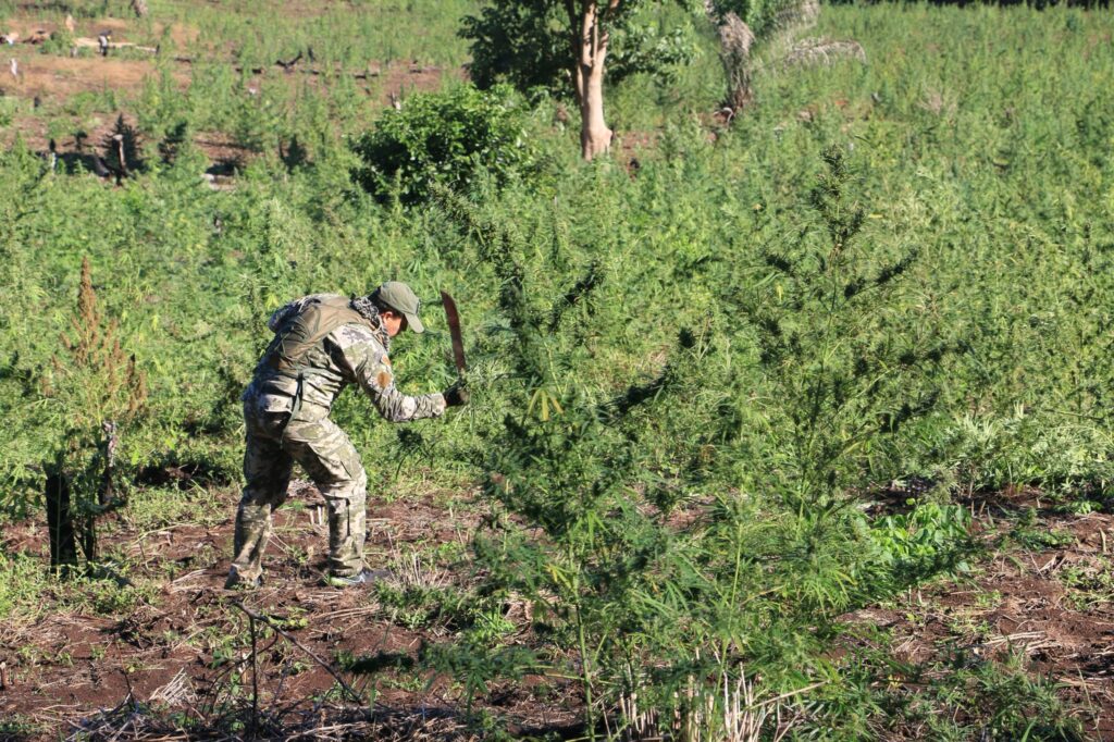 Éxito en operación internacional contra cultivos de marihuana en frontera