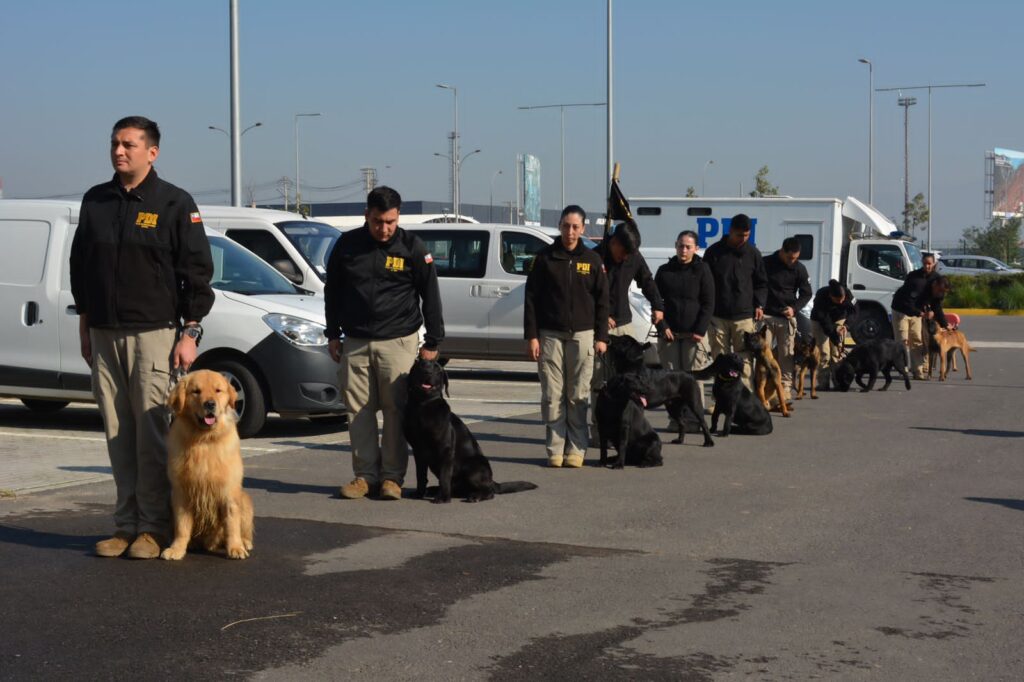 Entrenan a canes detectores de drogas en Chile