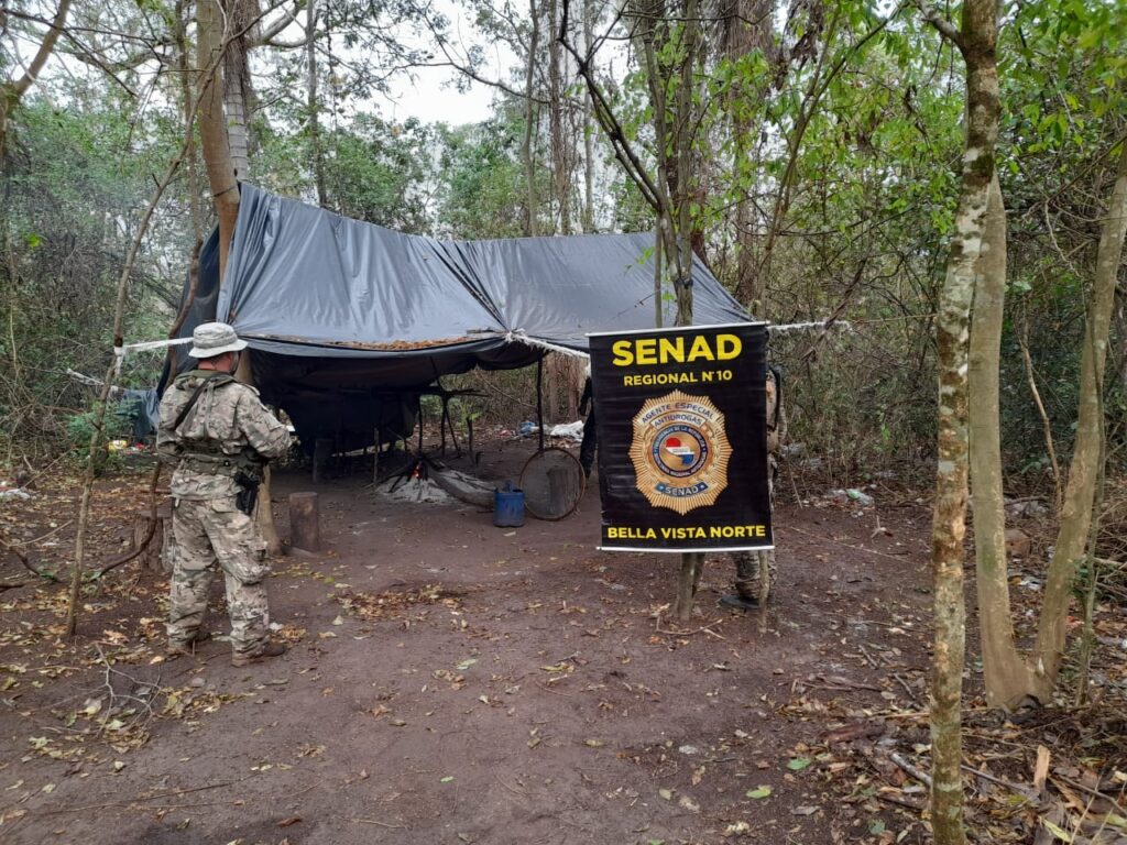 Operativo desmantela campamento narco y erradica 6 hectáreas de marihuana