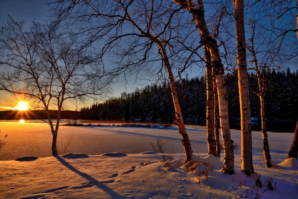 branches-cold-conifers-environment-259620