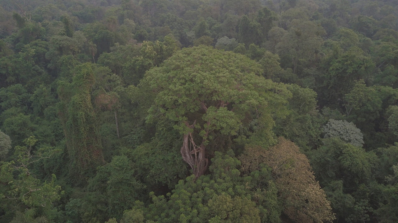 Colosos de la Tierra: El árbol más grande del Paraguay (2020)