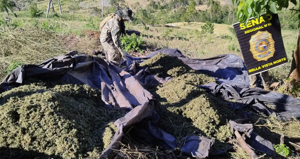 SENAD destruye casi diez toneladas de marihuana en Amambay